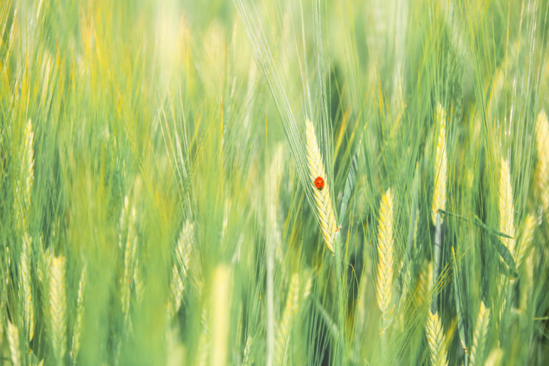 Maatalouden kestävä vesienhallinta – keinoja sopeutua ilmastonmuutokseen ja lisätä luonnon monimuotoisuutta: yhteenveto, esitykset ja posterit